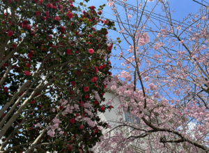 （齊藤）ぱちぱちHPがリニューアルしました。